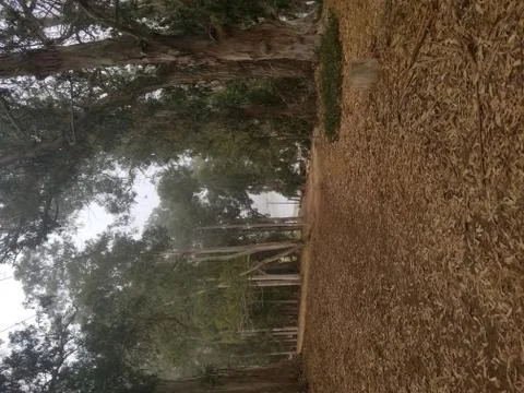 Forest Path Foto stock