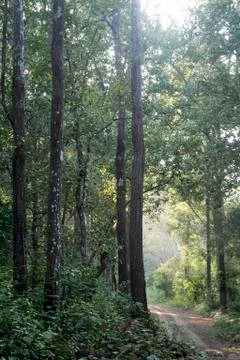 Forest Path Stock Photos