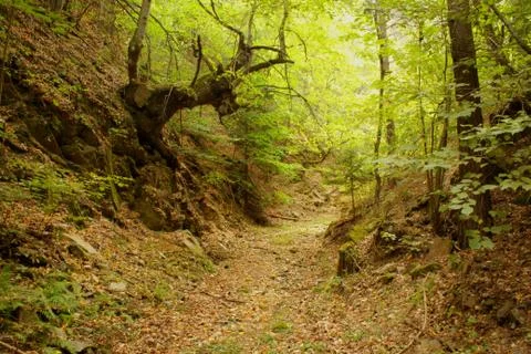 A Forest Path Stock-Fotos