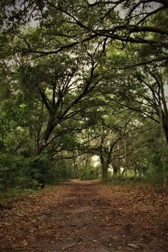 Forest Path Stock Photos