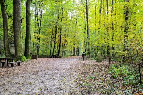 Forest with path Stock Photos