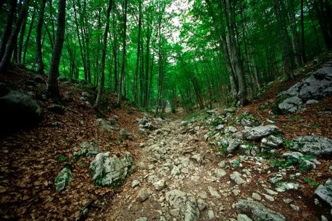 Forest path Stock Photos