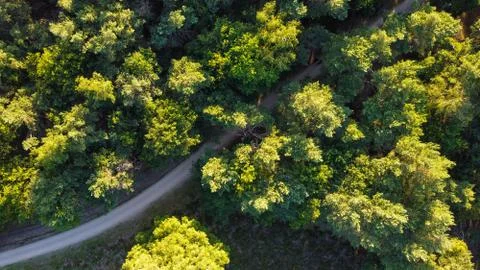 Forest Path Foto stock