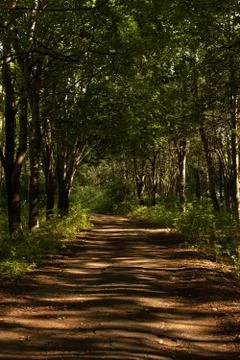 Forest path Stock Photos