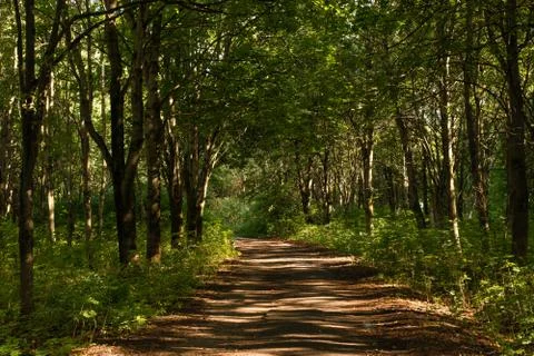 Forest path Stock Photos