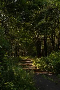 Forest path Stock Photos