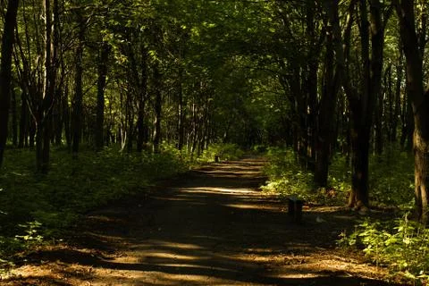 Forest path Stock Photos