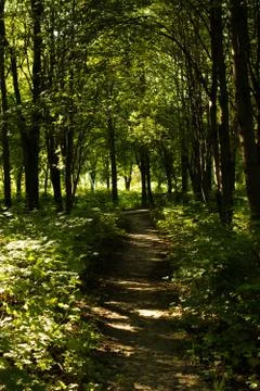 Forest path Stock Photos