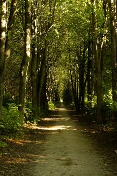 Forest path Stock Photos