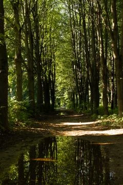 Forest path Stock Photos