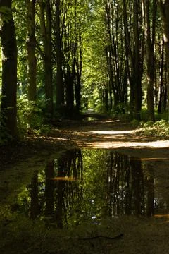 Forest path Stock Photos