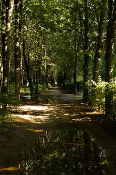 Forest path Stock Photos