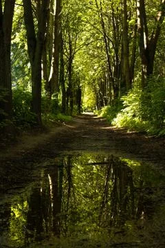 Forest path Stock Photos
