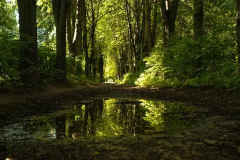 Forest path Stock Photos