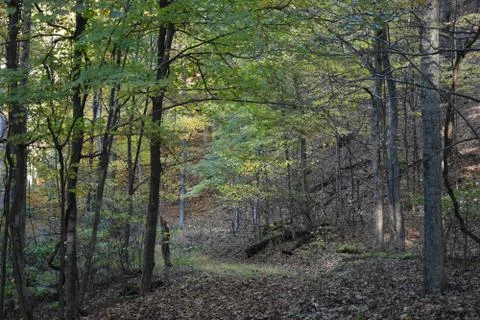 Forest Path Foto stock