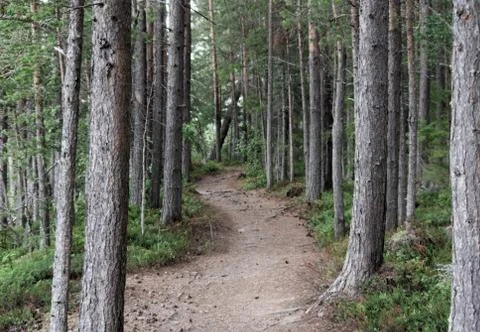 Forest Path Stock Photos