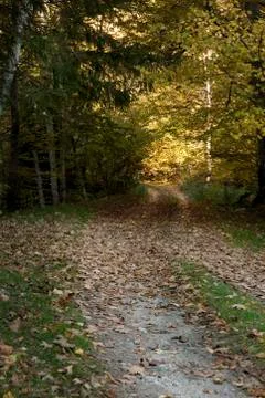 Forest path Stock Photos