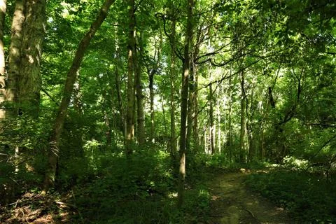 Forest path Stock Photos