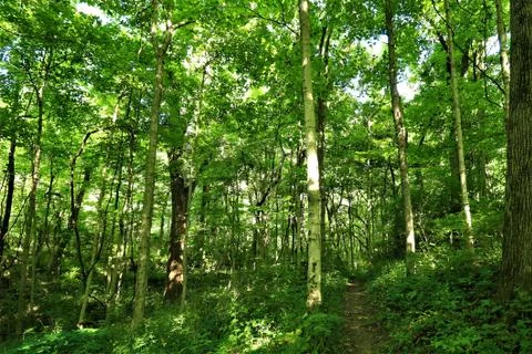 Forest path Stock Photos