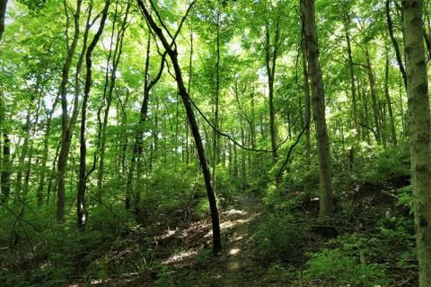 Forest path Stock Photos