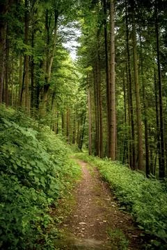 Forest path Stock-Fotos