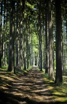 Forest path Stock Photos