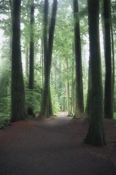 Forest Path Stock Photos