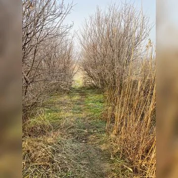 Forest path Stock Photos