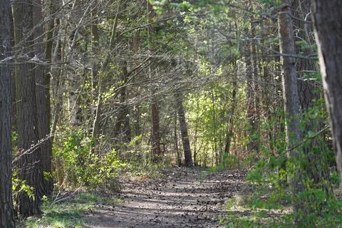 Forest path Foto stock