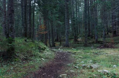 Forest path Stock Photos