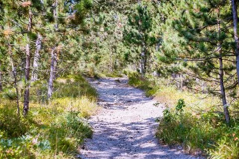 Forest path Stock Photos