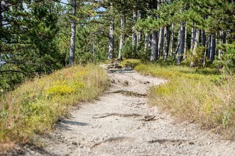 Forest path Stock Photos