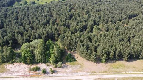 Forest path 库存照片