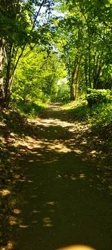 Forest path. Stock Photos
