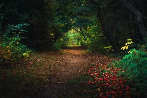 Forest path Foto stock