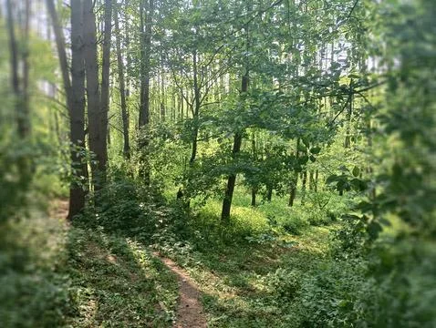 Forest path Foto stock