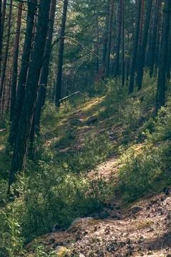 Forest path Stock Photos