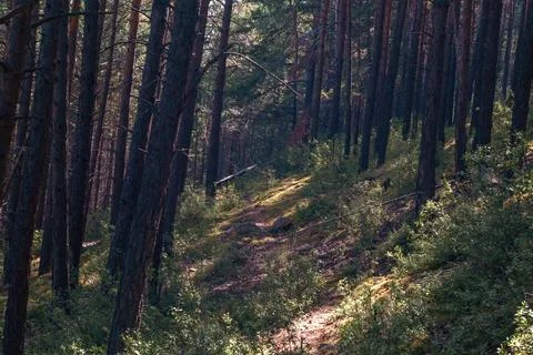 Forest path Stock Photos