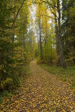 Forest path. Foto stock
