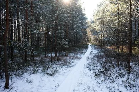 Forest Path Stock Photos