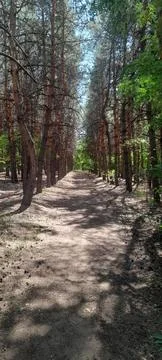 Forest path Stockfoto's