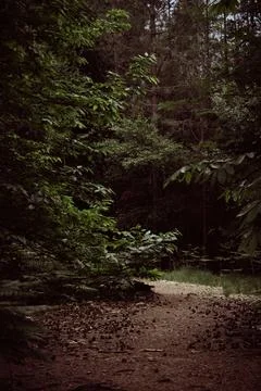 Forest path Stock Photos