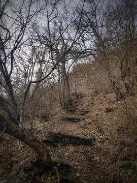 Forest Path Foto stock