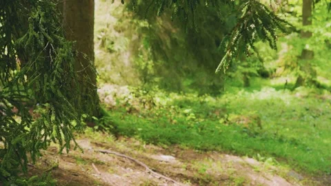 Forest Path With Pine Branches And Sunlight, A forest path is visible with lush Vidéo 334669319