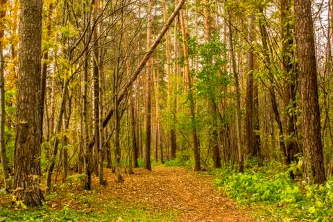 The forest path in the pine forest is covered with autumn leaves. 写真素材