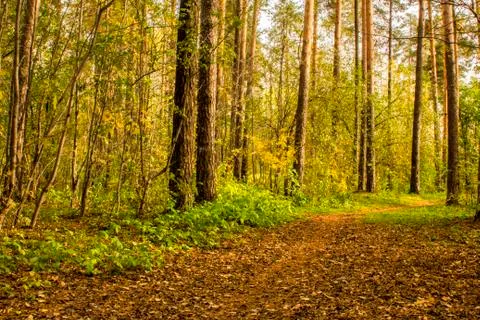 The forest path in the pine forest is covered with autumn leaves. 写真素材