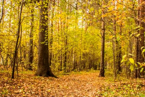 The forest path in the pine forest is covered with autumn leaves. 写真素材