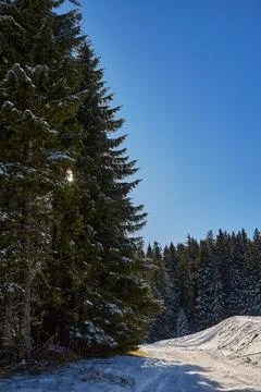 Forest path with pine trees and sun rays Stock Photos