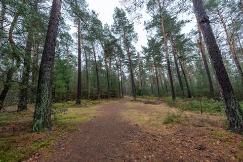 Forest Path with Pine Trees and Brown Leaves Stock Photos