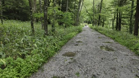 Forest Path with Puddles Stock Footage 330928614